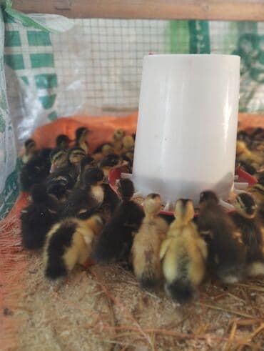 kuban ordekleri: Dişi, Damazlıq, Ünvandan götürmə, Pulsuz çatdırılma, Ödənişli çatdırılma — 1