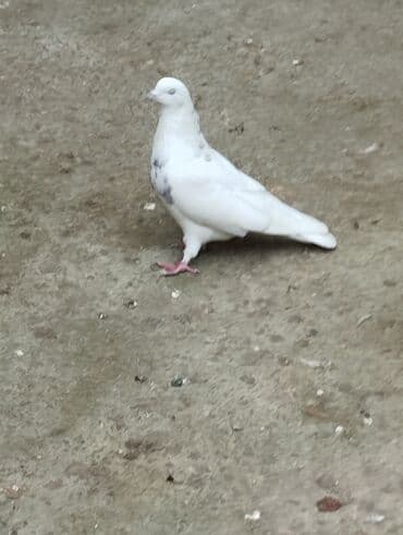 evde tisbaga saxlamaq olarmi: Məhdud sayda dekorativ göyərçinlər – Rəng çeşidi: ağ, ağ-göy naxışlı — 4