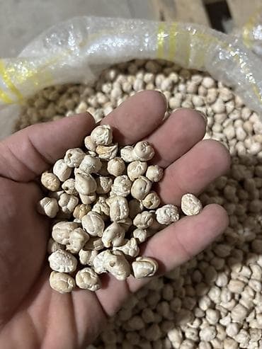 polis sekilleri: Noxud satılır. Şəkillərdə kisələrdə saxlanılan, açıq bej rəngli — 2