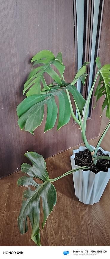 Monstera Deliciosa (fil yarpağı) – otaq bitkisi - Növ: Monstera — 3