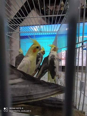 qarğa balası: Salam danisan quslar satilir. Yaslari ferqlidir. Quslar dislemir — 8