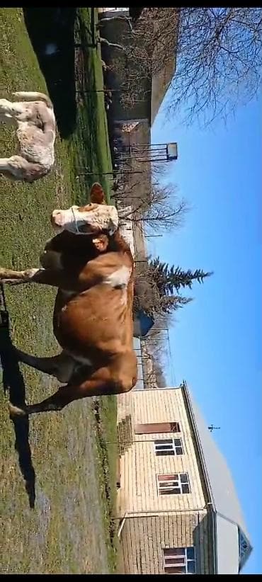 inək satılır: Təmiz qan smental inək. 3cübalasidir — 1