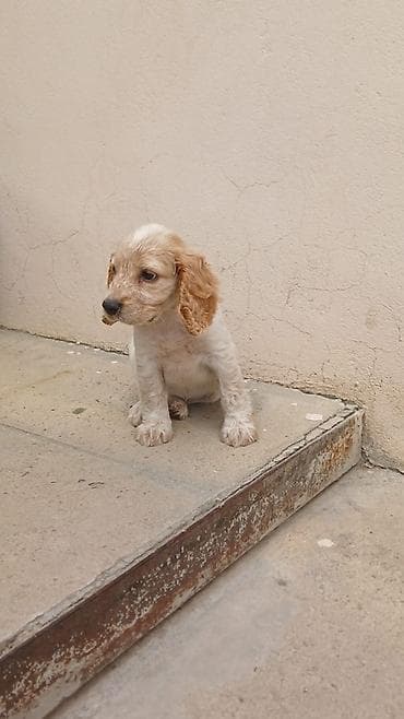 golden bala: Koker spaniyel, Peyvəndli — 3