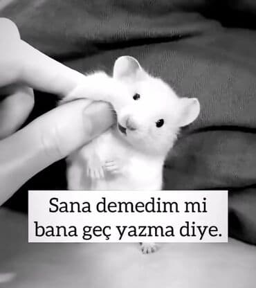 yarım gün iş ilanları: Vəkil köməkcisi axtariram (xanım) — 1
