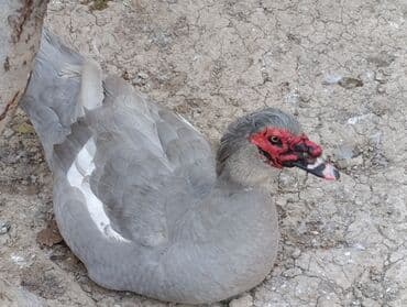 LAVANDA lal ördekler. 8 aylıq erkeylerdi .damazdiq heyvanlardi.temiz