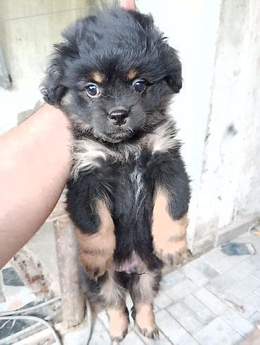 qurdbasar balaları: Pekines — 2