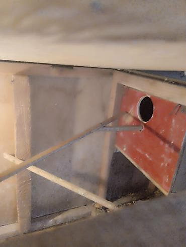 essek sekli: Korella (Cockatiel) cütləri və sürü – satılır - Növ: Korella — 6