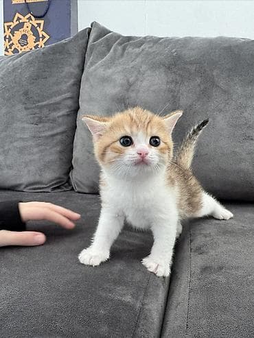 Balıqlar: Dişi — 2