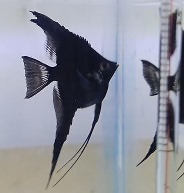 qara kanada: Mələk balığı (skalyari), Sülhsevər, Ödənişli çatdırılma — 3