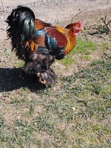 heyvanlara verilen adlar: Курица, Brama, Для разведения, Платная доставка, Бесплатная доставка — 4