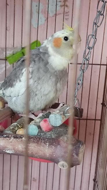 Nimfa (Cockatiel) – boz-ağ rəngli, sarı ç cresti və yanaqlarda narıncı — 3