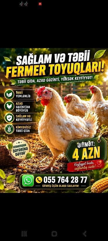 Qida məhsulları: Kənd toyuğu Toyuq Bütöv, Topdan — 2