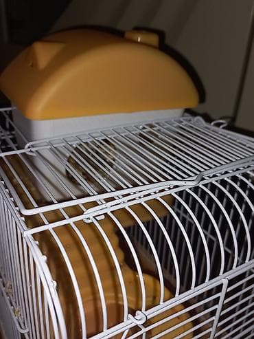 xomyak qəfəsi: Hamster + qəfəs + yem (ünvan: Əhmədli) Komplekt: - Cırtdan hamster - — 2
