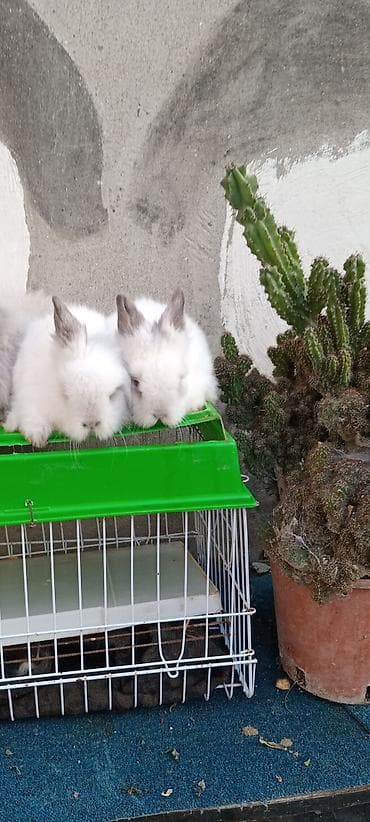 Птицы: Akor bala. cűtű. 25. m — 2