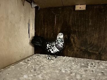 Ev göyərçinləri satılır – müxtəlif rəng və naxışlarda Məhsul — 4