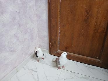 korella quşu: Çəp ağ quyruq cüt erkəy maya tam sağlam heyvanlardı — 3