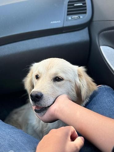 zvanok iti satışı: Golden Retriever temiz qan satilir sakit itdi uşaqlarla oynamaqi sevir — 2