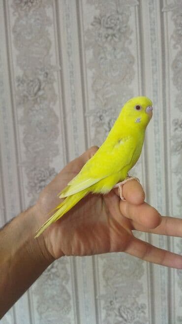 Sağlam aktiv ve ələ oyreşen erkek balalar. Ünvan Nesimi metrosu lalafo.az -da Sağlam aktiv ve ələ oyreşen erkek balalar. Ünvan Nesimi metrosu