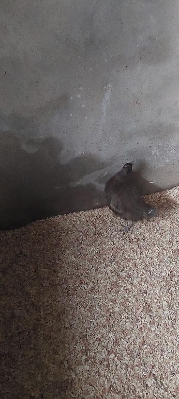 bildircin balası: Məhsul: Cücələrin saxlanması üçün balaca beton qəfəs/bölmə Təsvir: - — 3