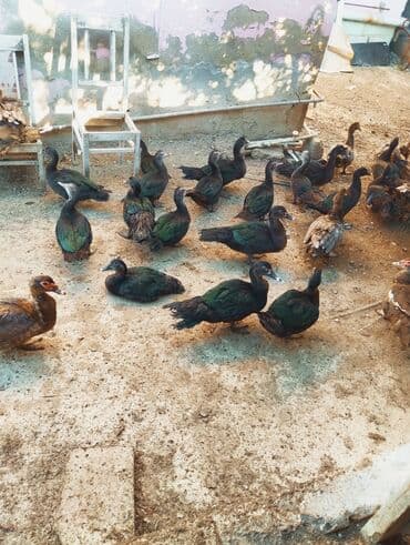 ördək balası və cücə: Zumrudu ordek balalar satilir.qiymet cutune ayidi bu yayin balalaridi — 3