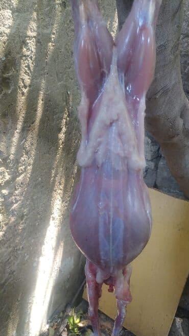 mal əti qiyməti: Dovşan eti halal kesilmiş halal ceki 1 ededi gelir 1k.800q. 1k.500q — 4