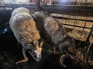 Təcili satılır qiyməti razılaşmağ olar