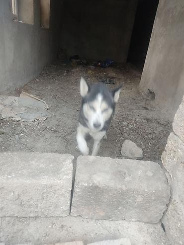 basenc itləri: Xaski, Dişi — 4