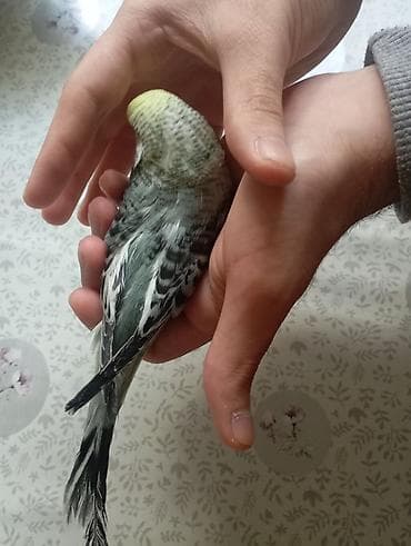 quş tələsi: Çex tutuquşu balaları ay yarımlıqdırlar təcili satıldığına görə bu — 6