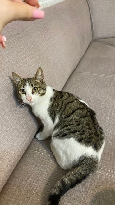 ev itiləri: Tabbi, Yaxşı əllərə — 3