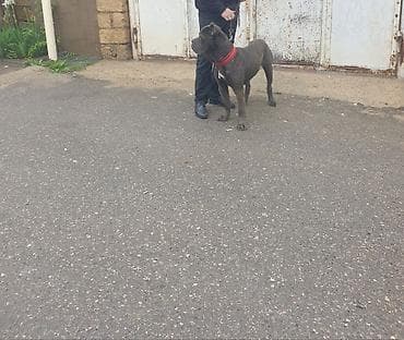 черный терьер купить щенка: Кане-корсо, 1 год, Самец — 3