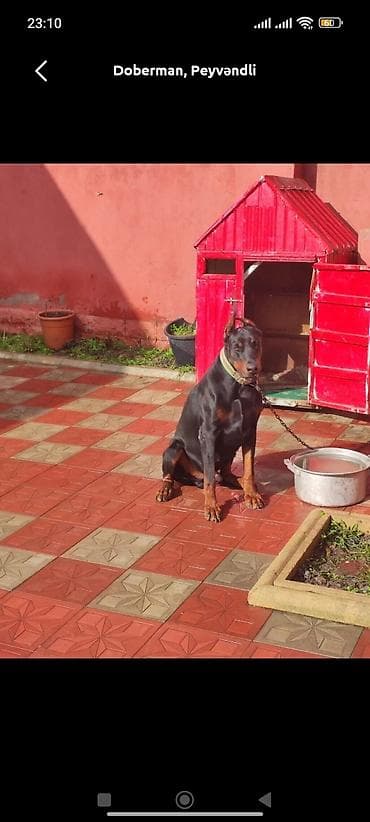 Doberman, 11 ay, Erkek, Peyvəndli, Ünvandan götürmə — 3