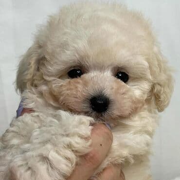 померанский шпиц: Pudel, 2 ay, Dişi — 2