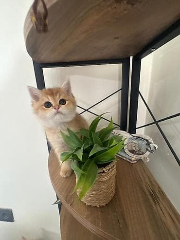 van pişik: Qızıl şinşilla — 3