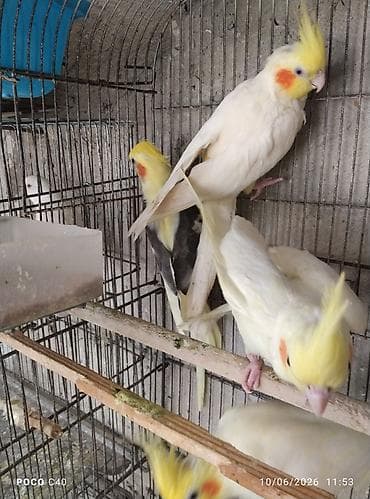 попугай корелла: Watsapla elaqe Qiymetler 45-50-60 arasi hazir cutler qiymet birine — 3