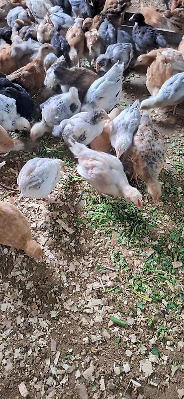 cücə qiyməti: Toyuq cücələri, Damazlıq — 3