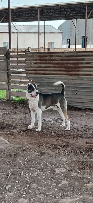 İtlər: Qurdbasar, 1 il, Erkek, Peyvəndli, Ödənişli çatdırılma — 5