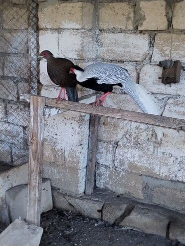 heyvanlara verilen xususi adlar: Məhsul: kral və gümüş fazanlar. Təsvir: - Nadir dekorativ quş növü — 3