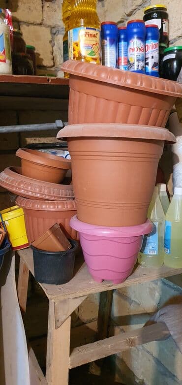 dibcek satisi: Dipçekler hamsi yaxsi veziyetdedir 2-3u boyuk dipceklerdir qalanlari — 1