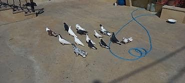 danışan quş: Qaralar şar kimidi ebreş 18 tuk erkeydi ag erkey 20 tukdu qara baş — 4