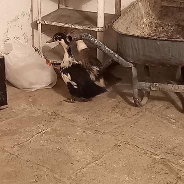 bulbul quşu haqqında məlumat: Məhsul: Ördək cütü Təsvir: - Şəkillərdə iki ədəd ev ördəyi təqdim — 2