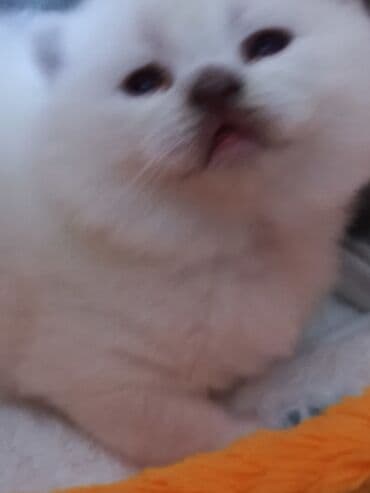 американский вислоухий кот: Шотладская вислоухая, Самец, Самка — 5