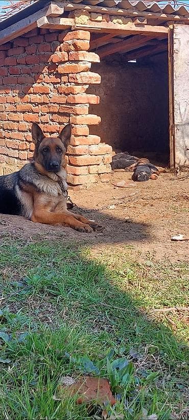 nemeski afçarka: Alman çoban iti, 1 il, Dişi, Peyvəndli, Ödənişli çatdırılma — 3