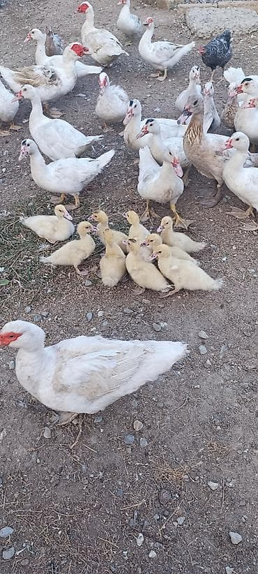 tap.az inekler: Aq muskov cins ordeyler balasi satilir unvan saray qesebesi — 3