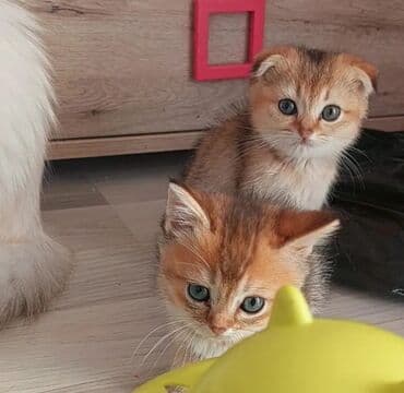 heyvan barınağı: Qızıl şinşilla, Dişi, Ünvandan götürmə — 10