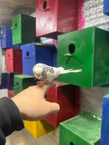 tutuquşlar: Ağ və boz rəngli, əhliləşdirilmiş tutuquşu satılır. Evdə saxlamaq üçün — 1