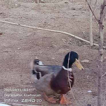 Akvariumlar: Satılır hamsı bir yerdə — 6