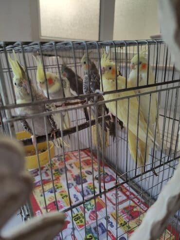 попугай жако купить в баку: Qəfəs quslar — 10