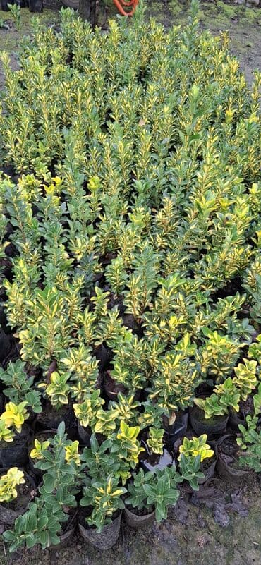 Evonus hemise yaşil bitkileri reng ölçuleri müxtelifdir sifarişler