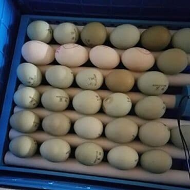 qirqovul satilir: Çin, Fabrik istehsalı, Tam avtomat, Bütün növ quşlaq üçün — 4