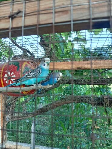 bakida cins ineklerin satisi: Cüt quşlardı. Hərbirşeyi var + üstündə veriləcək. Al saxla — 2